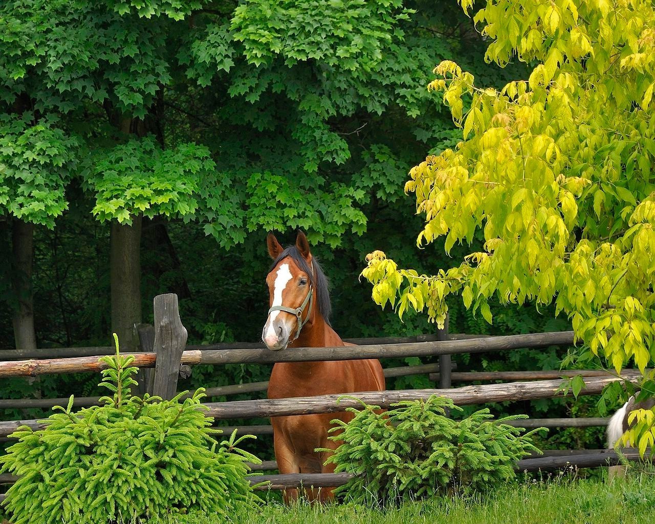 cavallo all aperto cavalleria natura cavallo estate mammifero legno erba bella uno allevamento di cavalli rurale fattoria equestre mare stallone castagno al di fuori animale