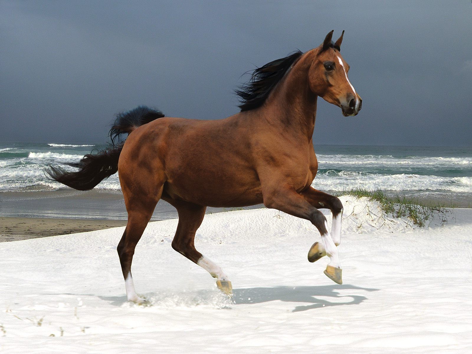 horses horse mare cavalry mammal equestrian equine water fast run stallion hurry motion action animal two