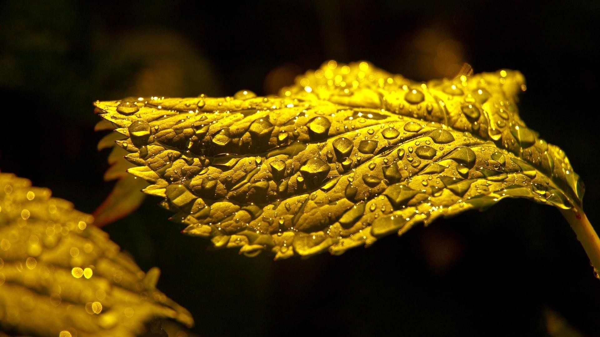 leaves nature flora leaf desktop gold outdoors close-up tree flower