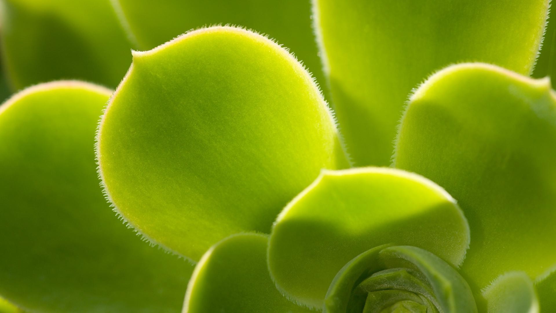 hojas flora naturaleza hoja crecimiento jardín salud escritorio cerca color aislado cerca