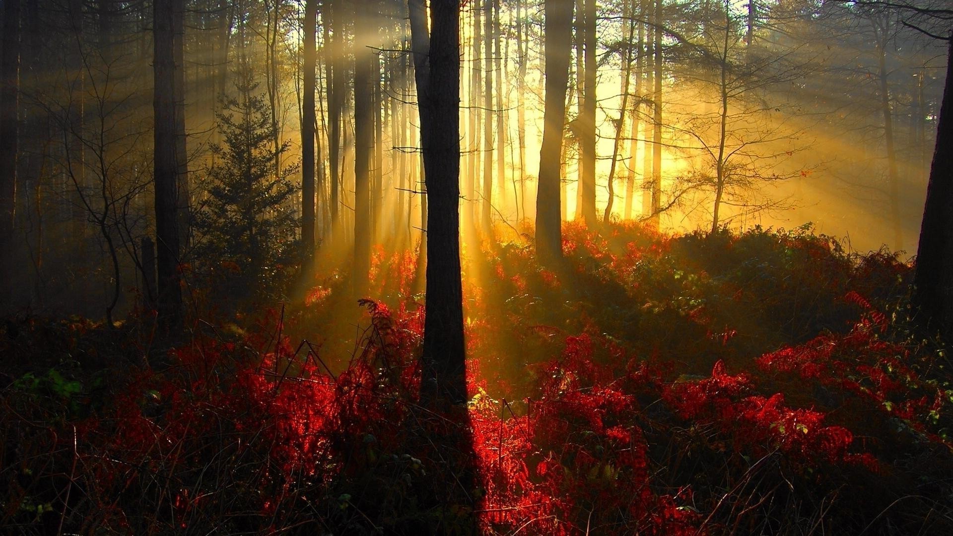 puesta de sol y amanecer otoño niebla árbol paisaje amanecer madera niebla hoja iluminado luz naturaleza parque sol escénico