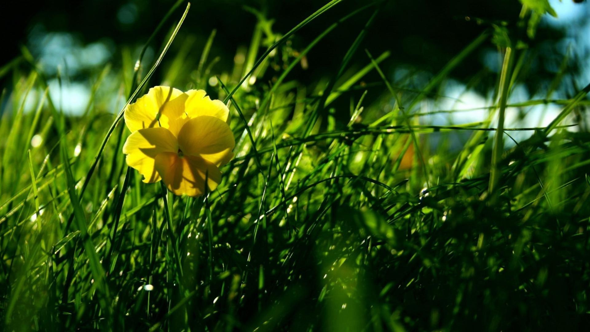 flores naturaleza hierba flor verano jardín flora campo hoja heno crecimiento brillante al aire libre color buen tiempo temporada sol primer plano césped medio ambiente