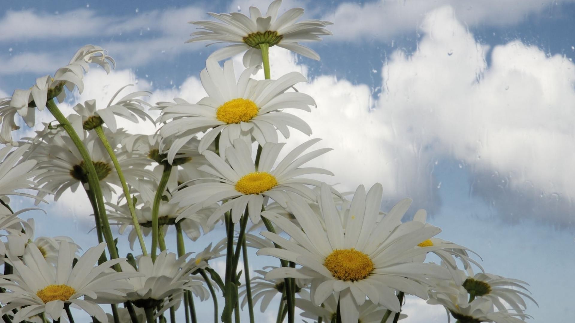 papatyalar doğa çiçek yaz flora bahçe çiçek sezon parlak renk taçyaprağı güzel çiçek açan alan yaprak güzel hava güneş saman otu yakın çekim