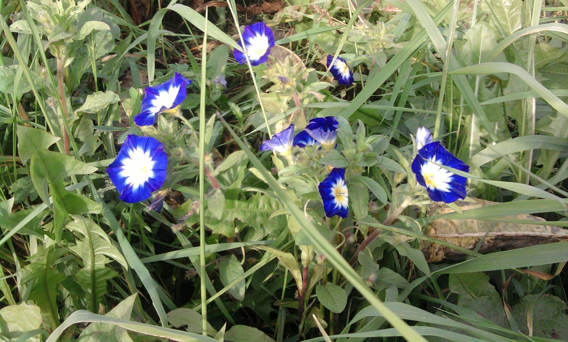 fleurs flore nature fleur été herbe champ jardin feuille foin floral bluming couleur à l extérieur saison lumineux gros plan beau temps pelouse parc