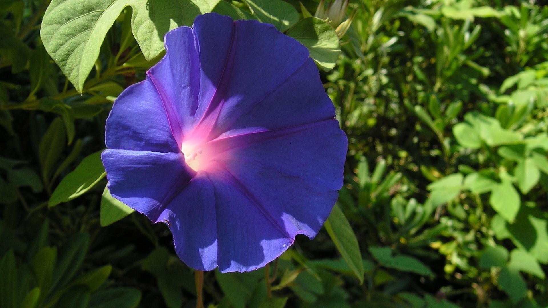 blumen natur blume flora blatt garten sommer hell blühen blumen farbe wachstum blütenblatt schließen schön