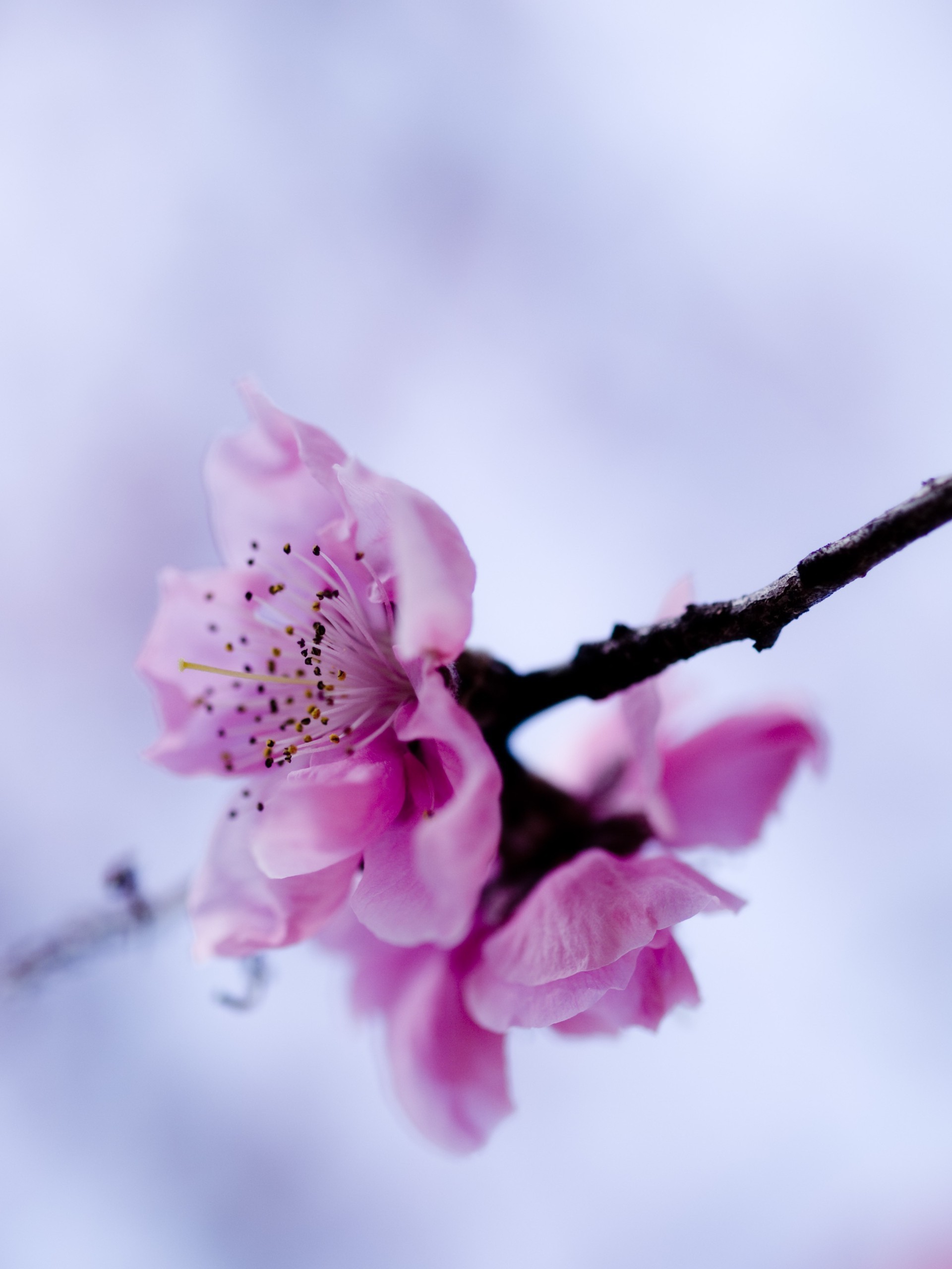 foto personale natura fiore flora ramo foglia ciliegio giardino estate dop luminoso crescita fioritura compagno floreale petalo delicato colore albero