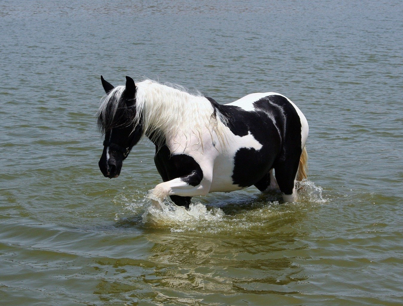 chevaux eau mammifère animal nature cheval en plein air