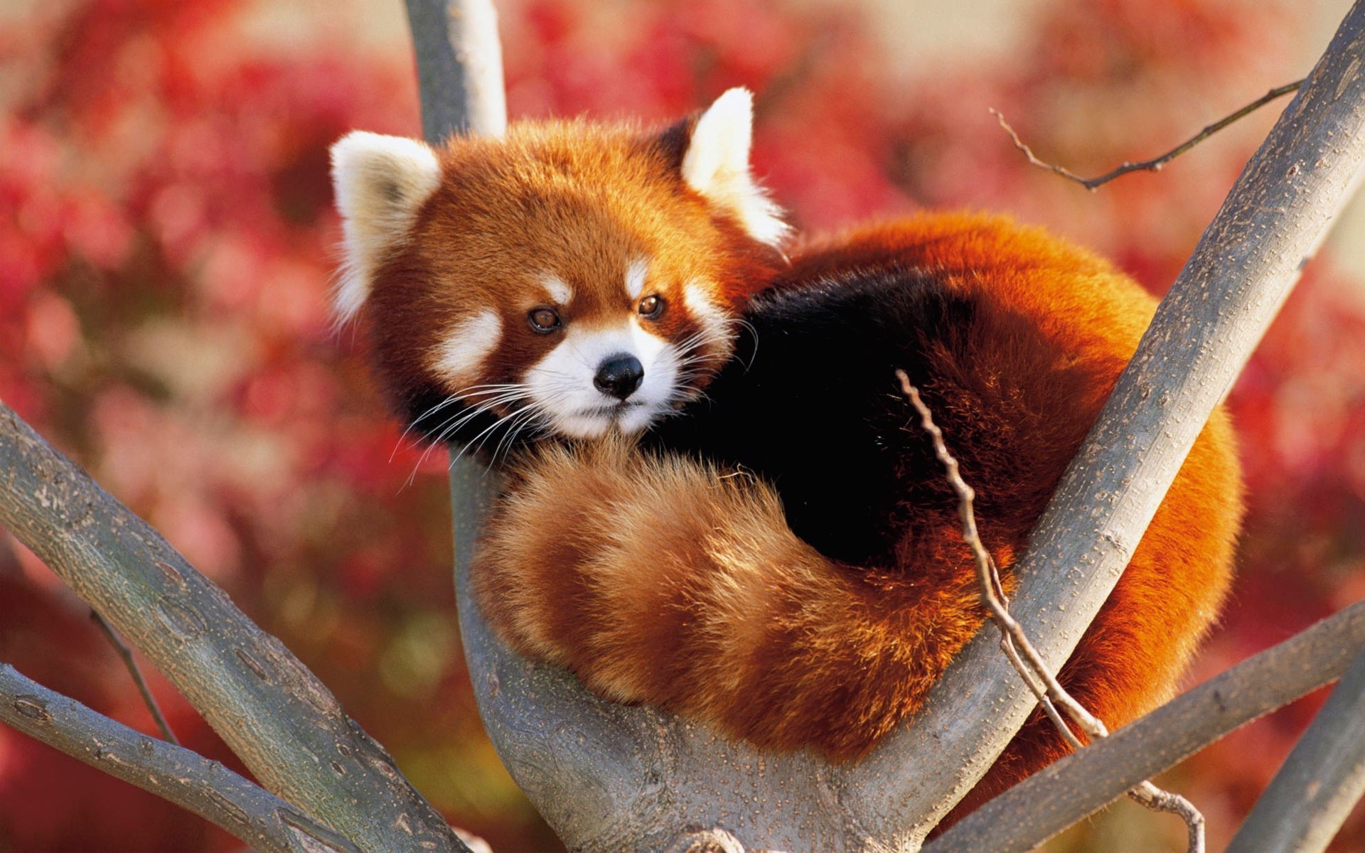 animais natureza mamífero vida selvagem animal fofa pequeno ao ar livre