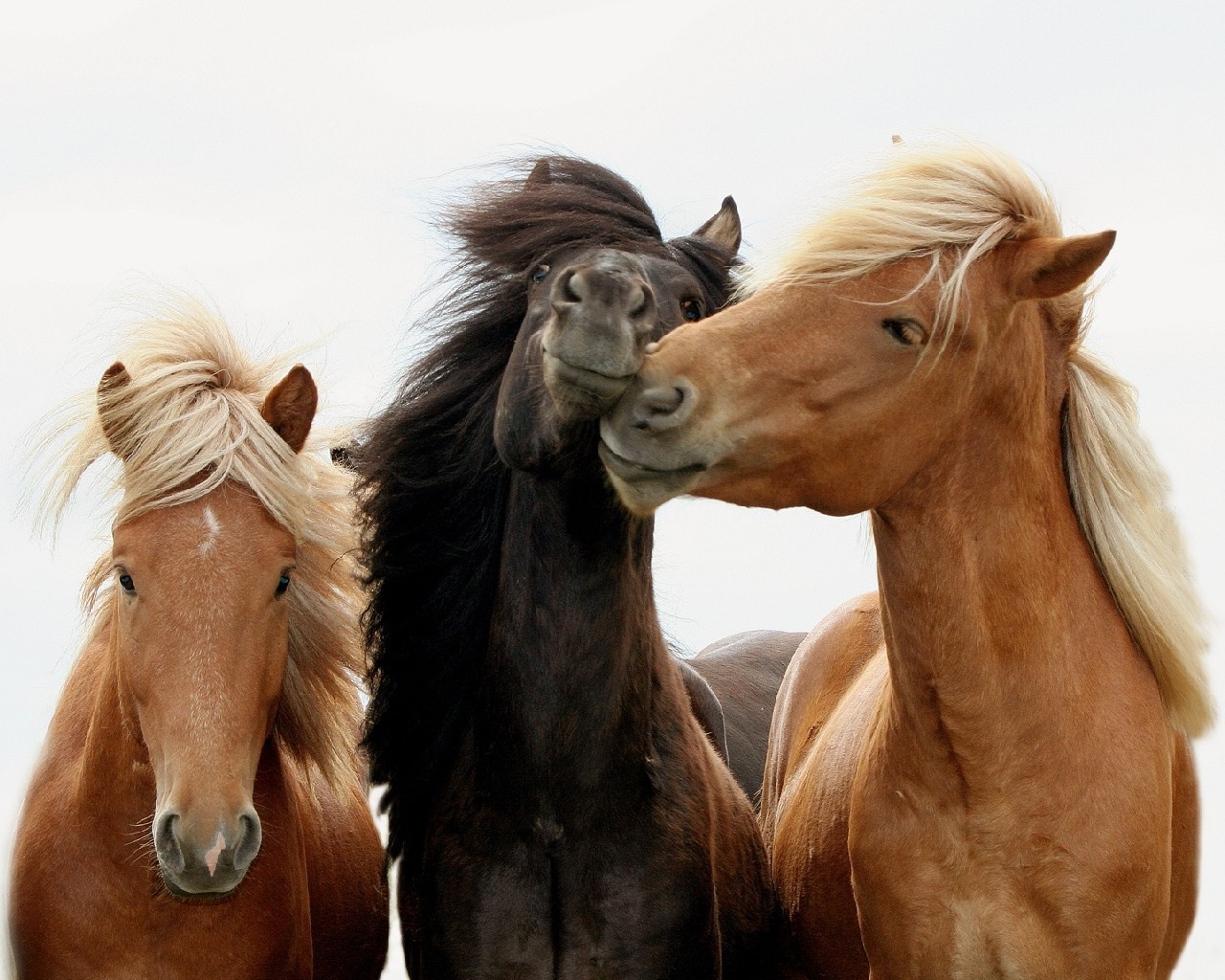 pferd manet kavallerie säugetier pferd pferdezucht mare reitpferd hengst pony tier kastanie zwei reinrassige sitzen bauernhof ein porträt fohlen lebende tiere