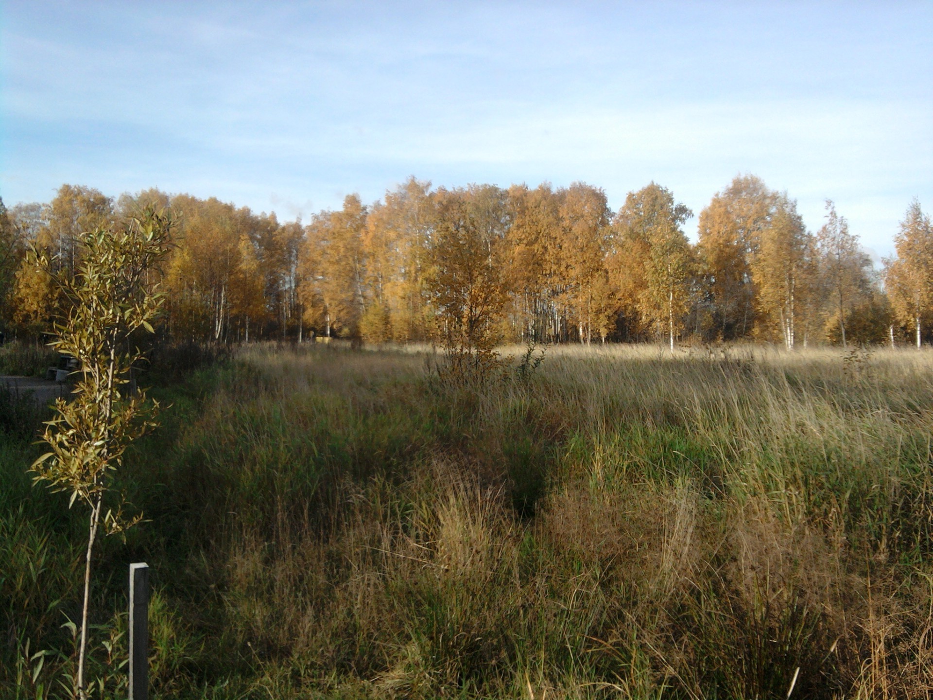 autumn landscape tree fall nature wood outdoors dawn leaf scenic sky environment countryside grass park lake field fair weather country daylight