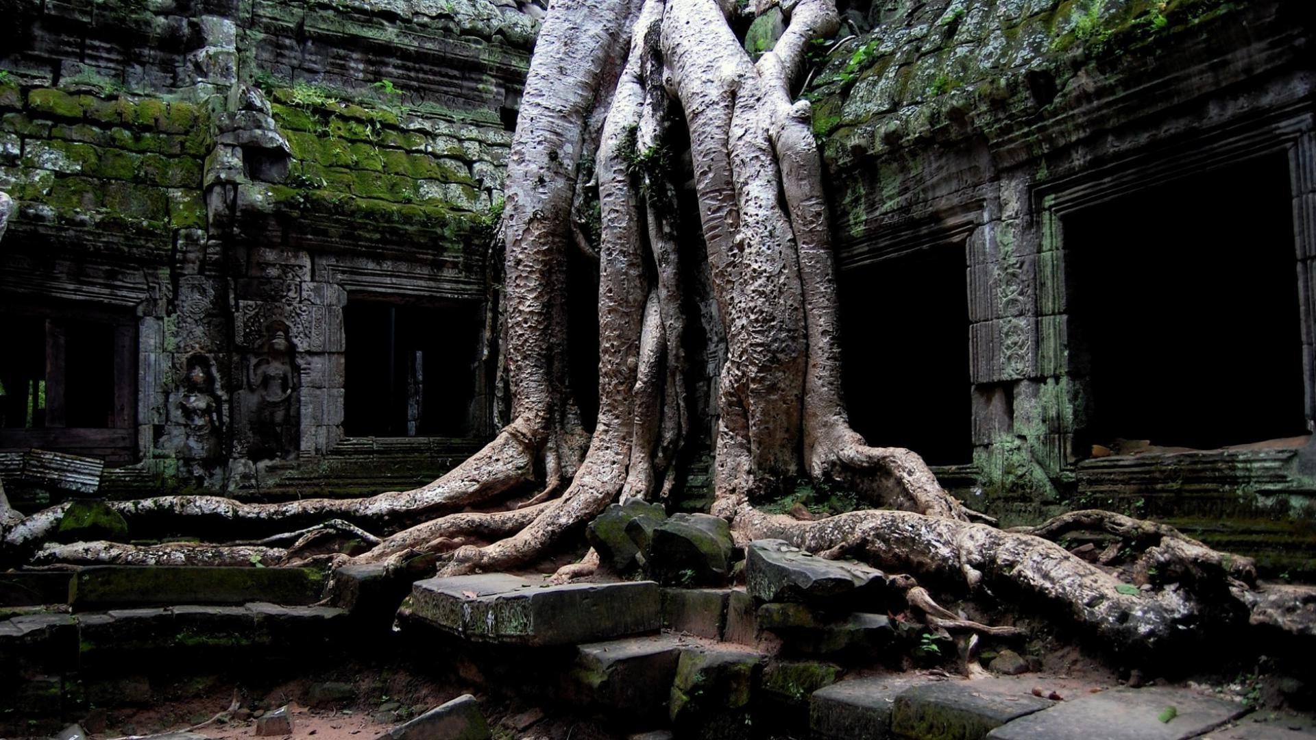 city and architecture old wood tree ancient root travel nature religion stone jungle wat temple