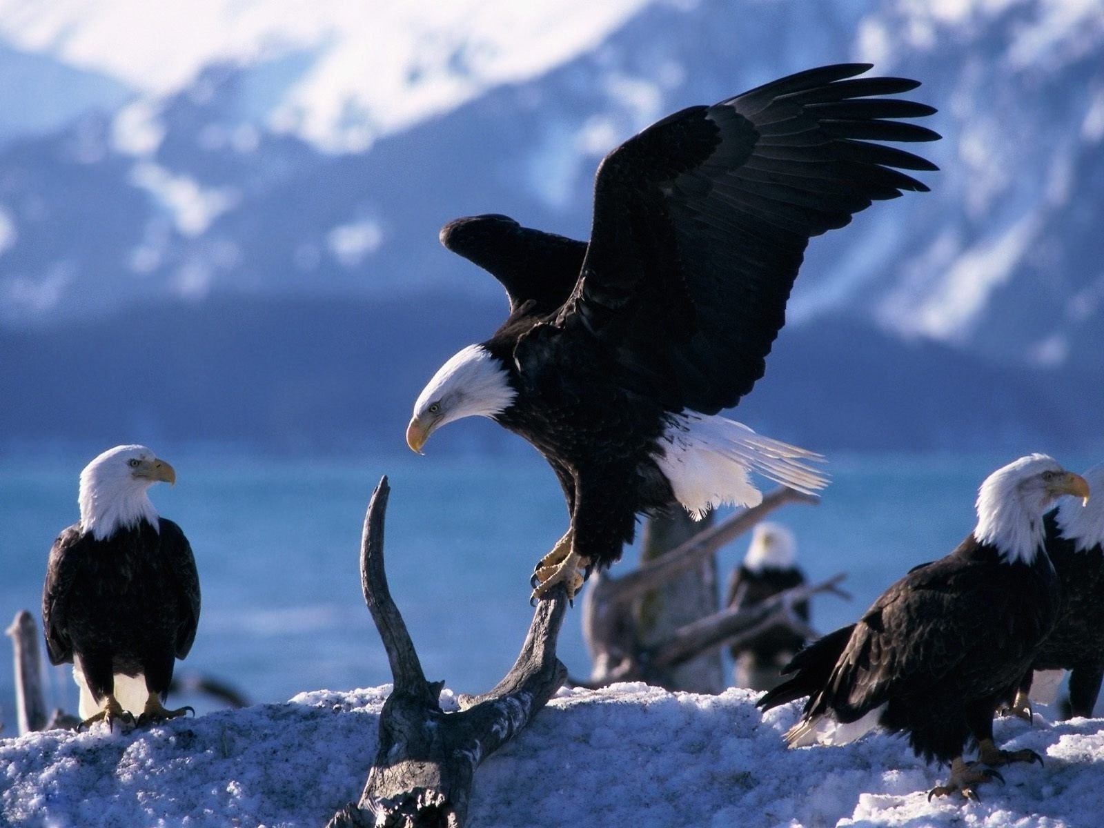 animali rapace aquila uccello aquila calva fauna selvatica calvo avvoltoio animale preda all aperto predatore natura spazzino becco predatore selvaggio falconeria piuma ala