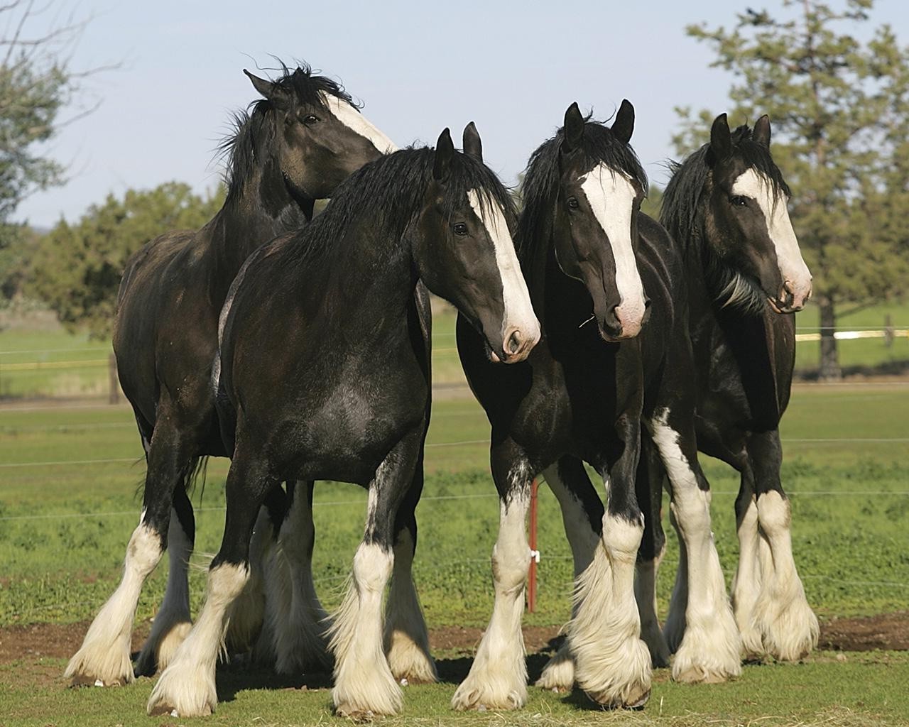 cavalli mare cavallo pascolo cavalleria mammifero stallone erba fattoria animale allevamento di cavalli manet fieno campo castagno agricoltura equestre veloce pony colt