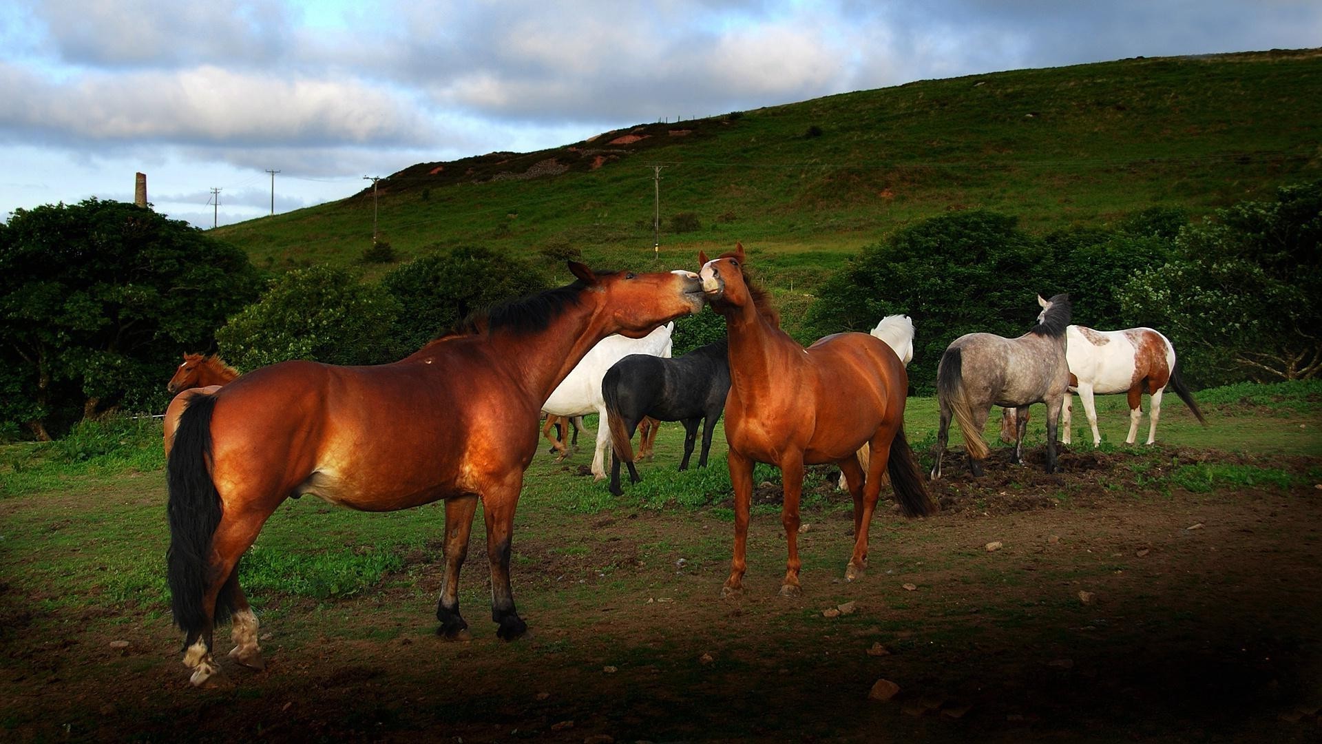 cavallo mammifero cavallo mare cavalleria pascolo fattoria animali vivi agricoltura stallone allevamento di cavalli pascolo erba fieno mandria animale manet pony equestre cavallo da corsa