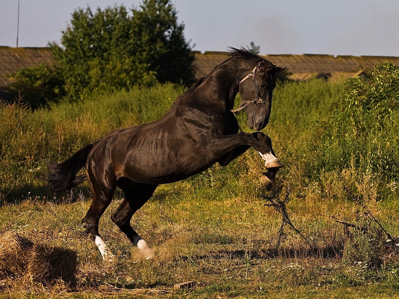 pferd säugetier tier gras kavallerie weiden pferd heuhaufen tierwelt mare feld manet pferdezucht