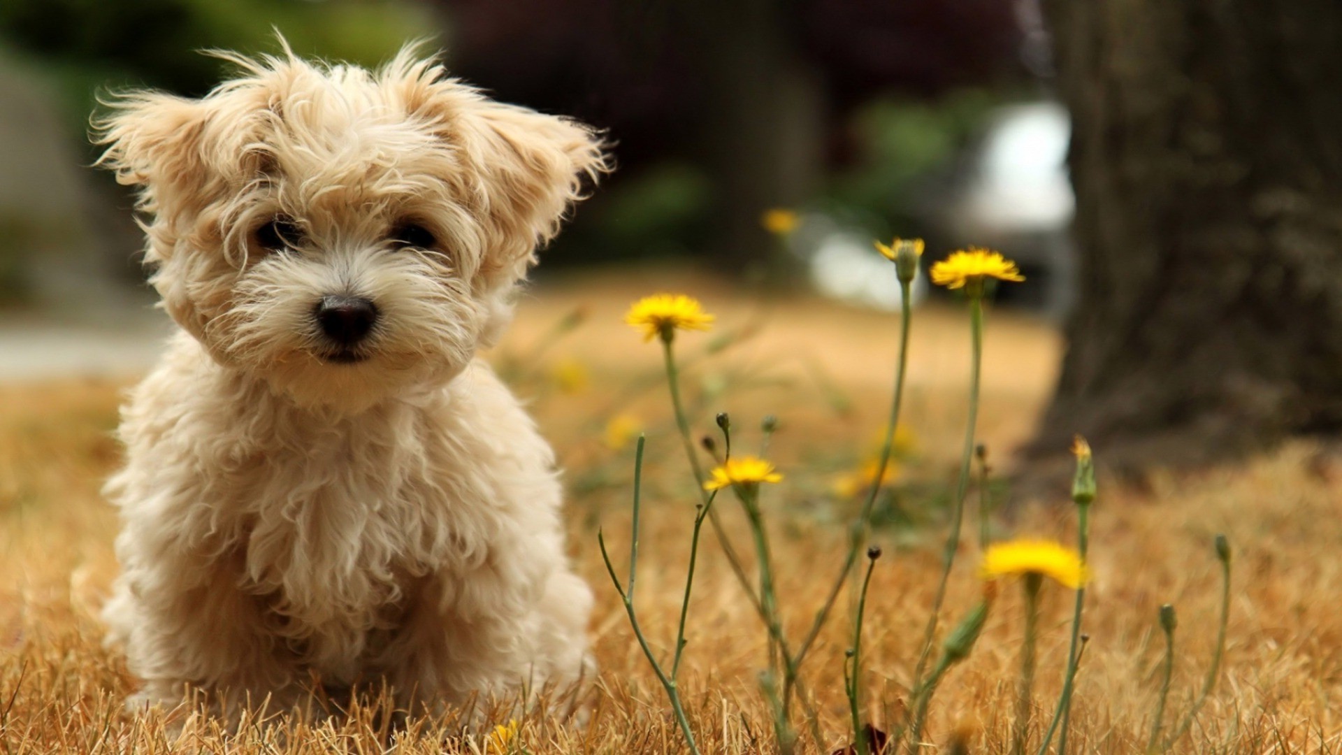 chien animal chien nature mammifère herbe mignon petit animal de compagnie portrait à l extérieur champ