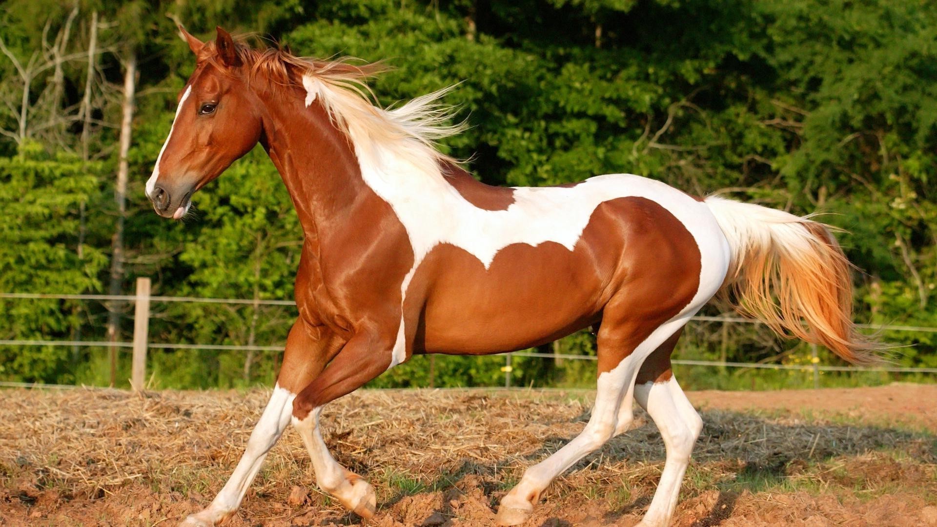 chevaux cheval élevage de chevaux étalon rapide mare manet équestre mammifère herbe cavalerie poney pâturage foin ferme skoko champ pur-sang coureur action châtaignier