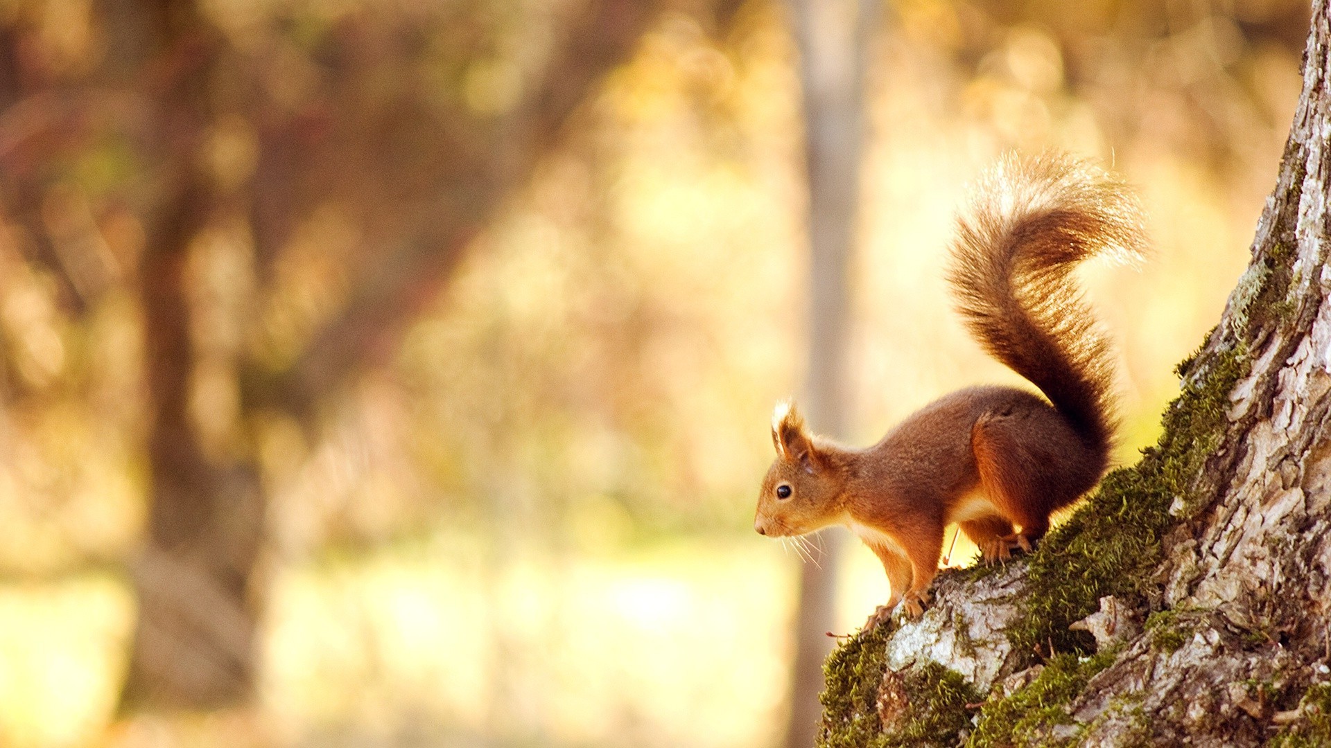 scoiattolo scoiattolo mammifero natura albero legno autunno roditore all aperto dado fauna selvatica singolo parco pelliccia carino sfocatura luce del giorno