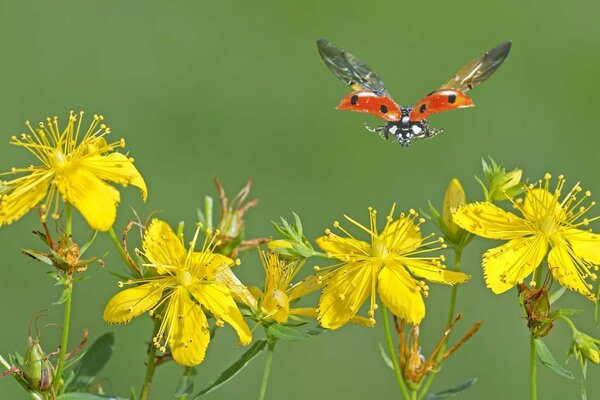 Coccinelle atterrit sur des fleurs jaunes