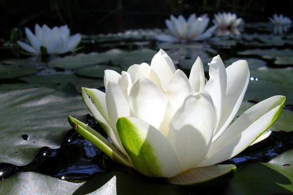 The lotus is a symbol of life and happiness