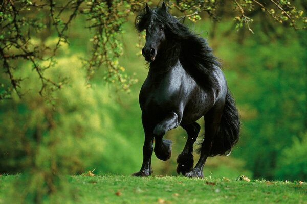 O cavalo negro cavalga a trote