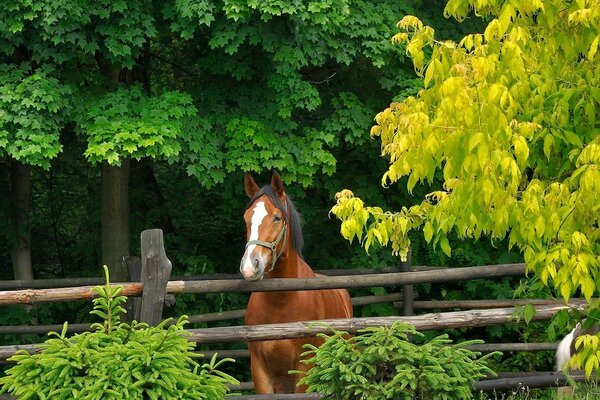 Cavallo nel recinto della foresta vicino agli alberi