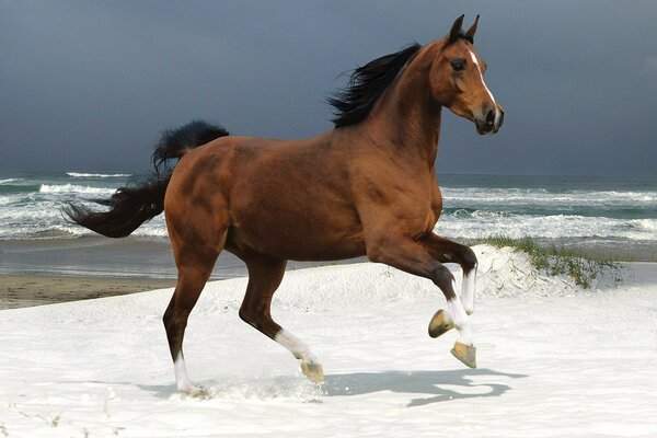 A horse with white legs is bathing