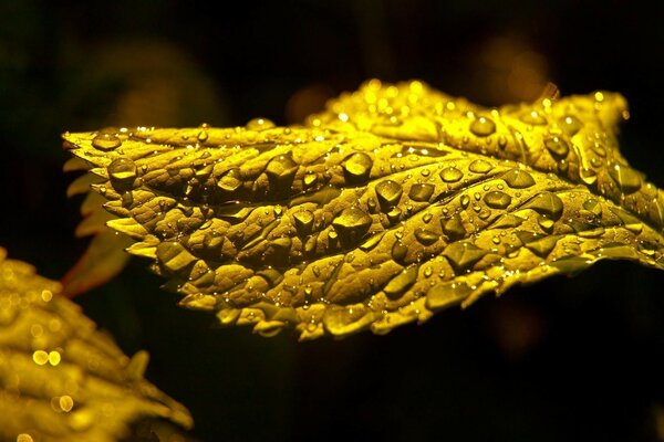 Gotas de orvalho em uma folha de flor