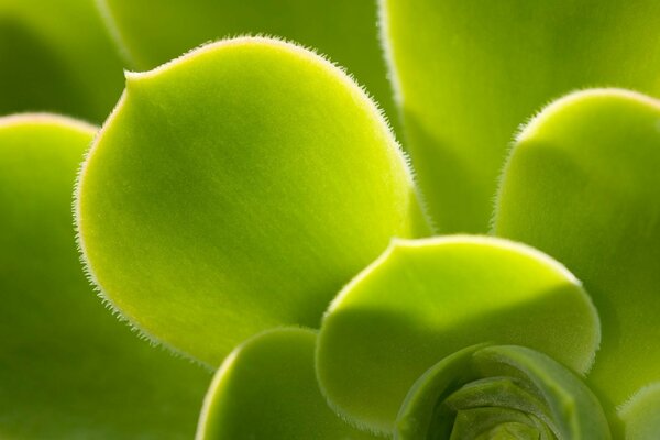 Bright green flower leaves