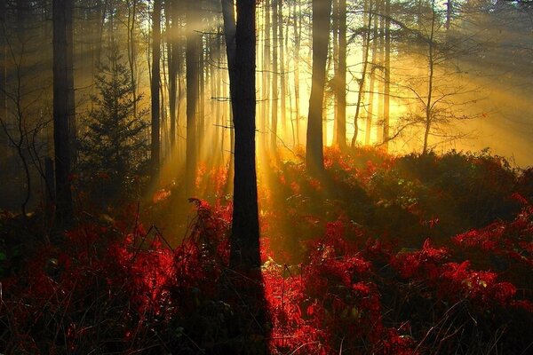 Forêt d automne au soleil