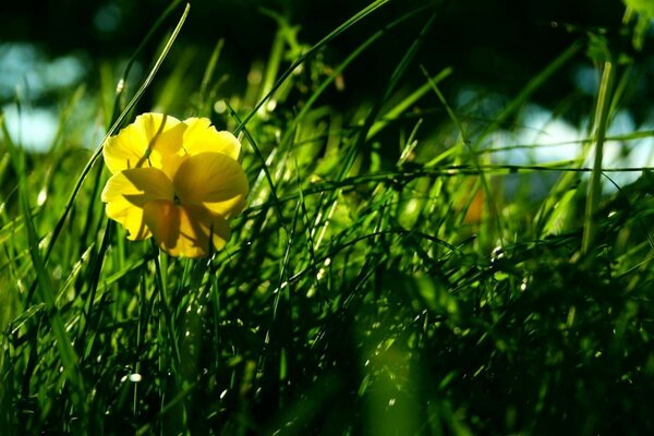 Fiore giallo su sfondo di fili d erba