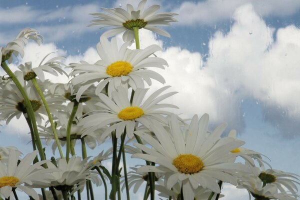 Été et marguerites sur fond de ciel