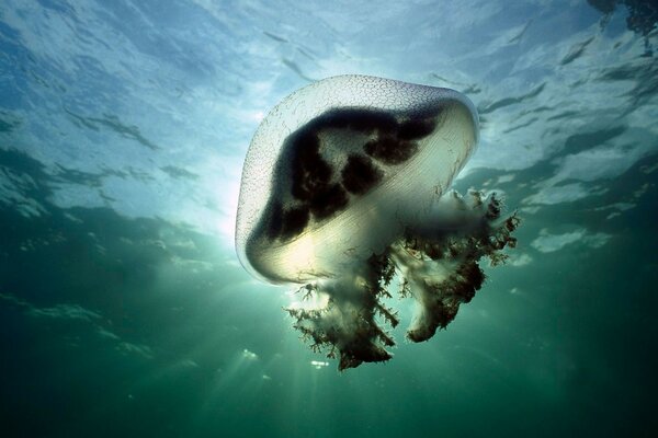 Oceano. Emozionante mondo sottomarino