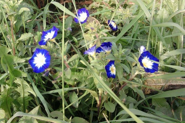 Sommer blaue Blume im Feld