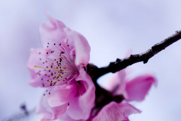 Bahar çiçekli elma ağacı çiçeği