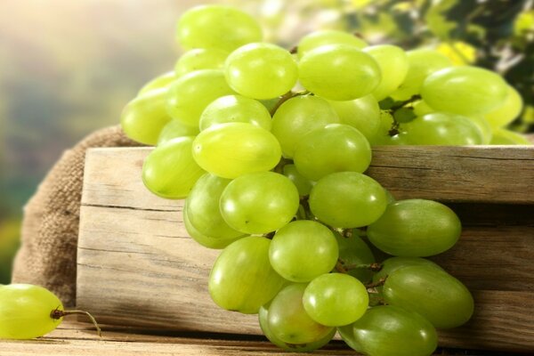 Fresh green bunch of grapes