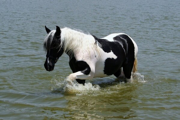 A beautiful horse in the water