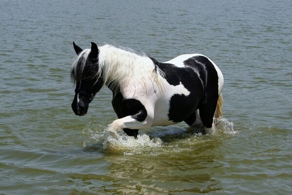 Красивый конь в воде