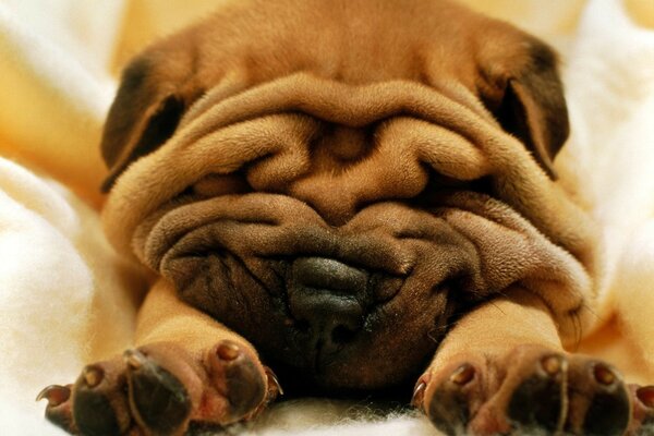 Pliegues suaves del joven Shar Pei