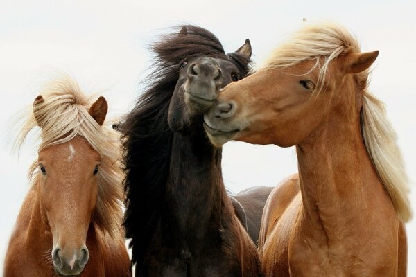 Familia de caballos, amor y gracia