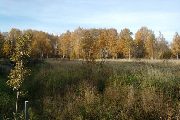 Autumn forest at sunrise