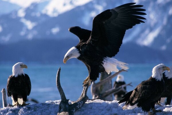 Aquila afferra il cranio per il corno