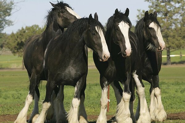 Chevaux de race debout sur l herbe