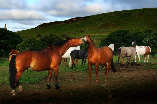 Los caballos pellizcan la hierba jugosa