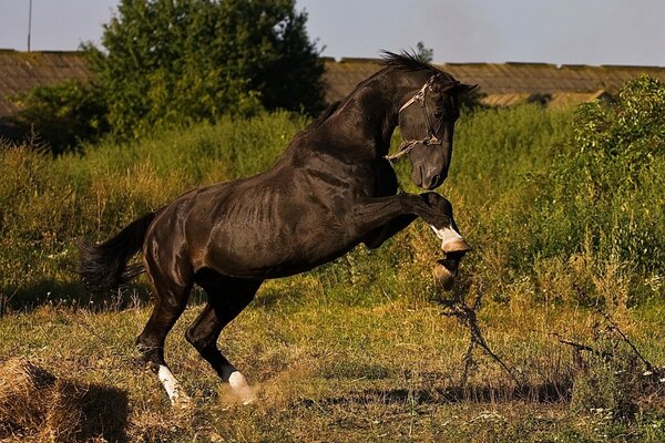 Il cavallo si impennò sul campo