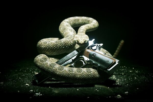 Karanlık bir zemine karşı, yılan silahın etrafına sarıldı