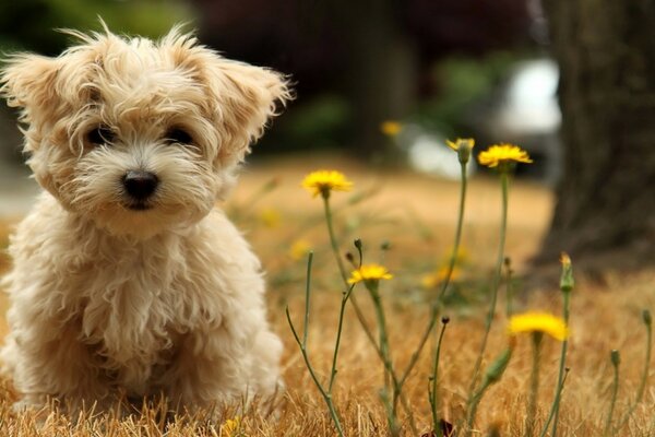 Süßer Hund neben einer gelben Blume