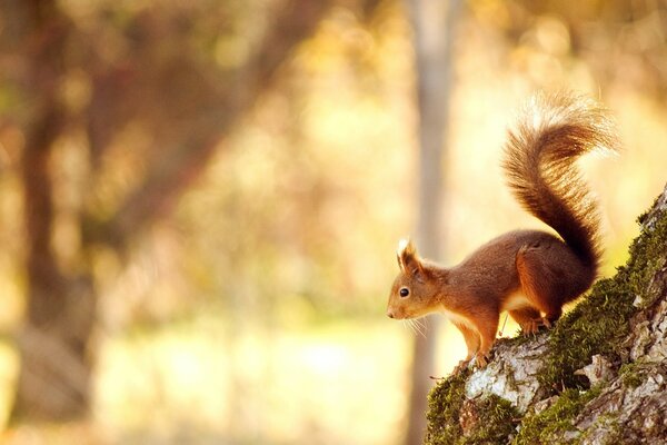 Eichhörnchen sitzt auf einem Baum und schaut in die Ferne