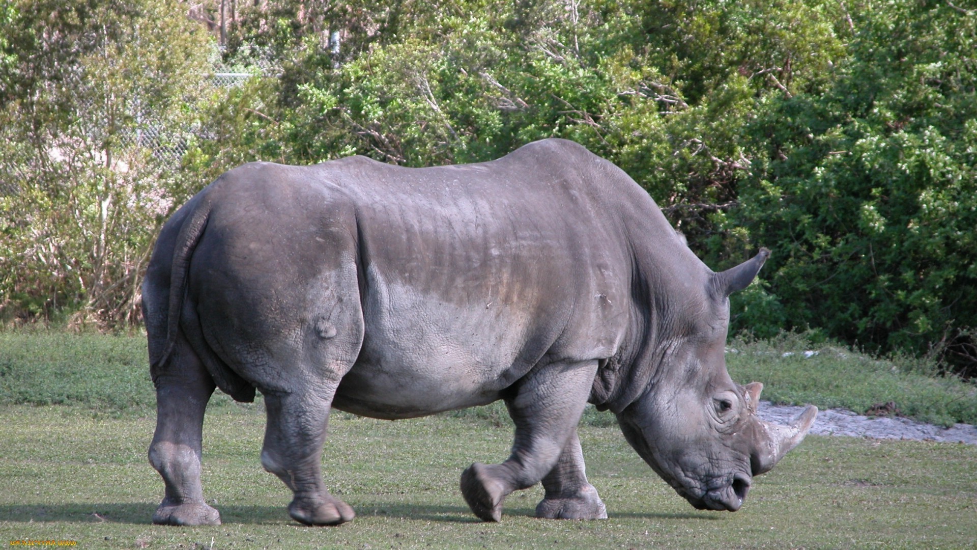 animais mamífero vida selvagem animal rinoceronte natureza selvagem safari grama grande parque reserva chifre enorme herbívoro grande forte