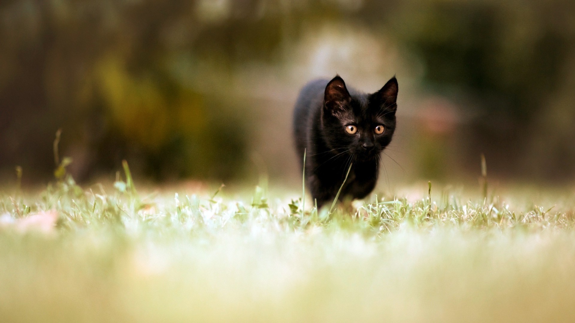 gatos gato animal naturaleza hierba mamífero al aire libre pelaje retrato mascota lindo gatito campo